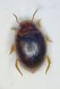 Hydrovatus clypealis
